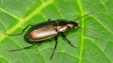 Kupferfarbener Buntgrabläufer_3.jpg